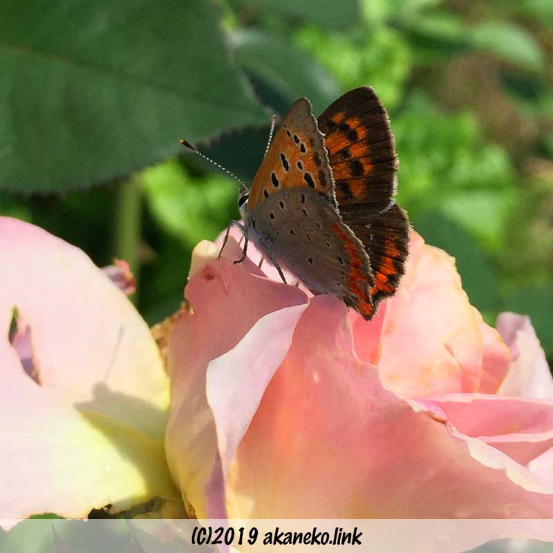 バラ：エルの花びらにとまっているベニシジミ蝶