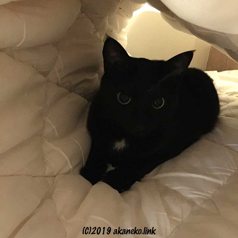 布団のトンネルの中の黒猫