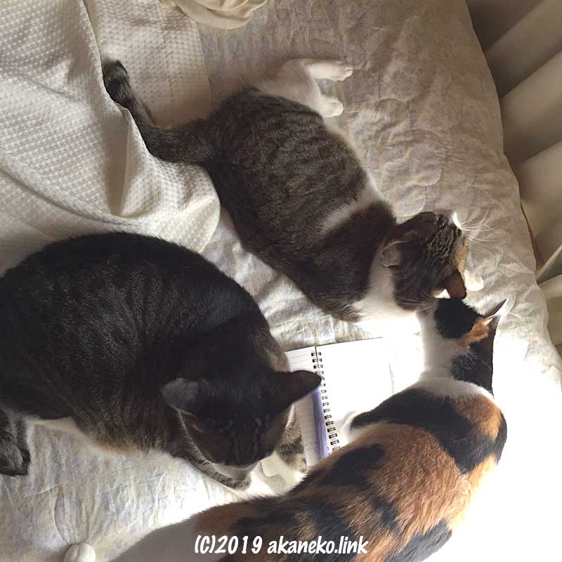 ベッドの上の３匹の猫