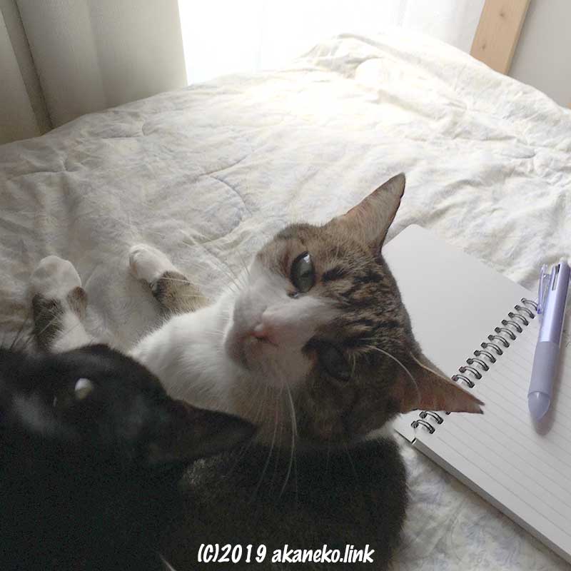 広げたノートとペンと振り向く２匹の猫の顔