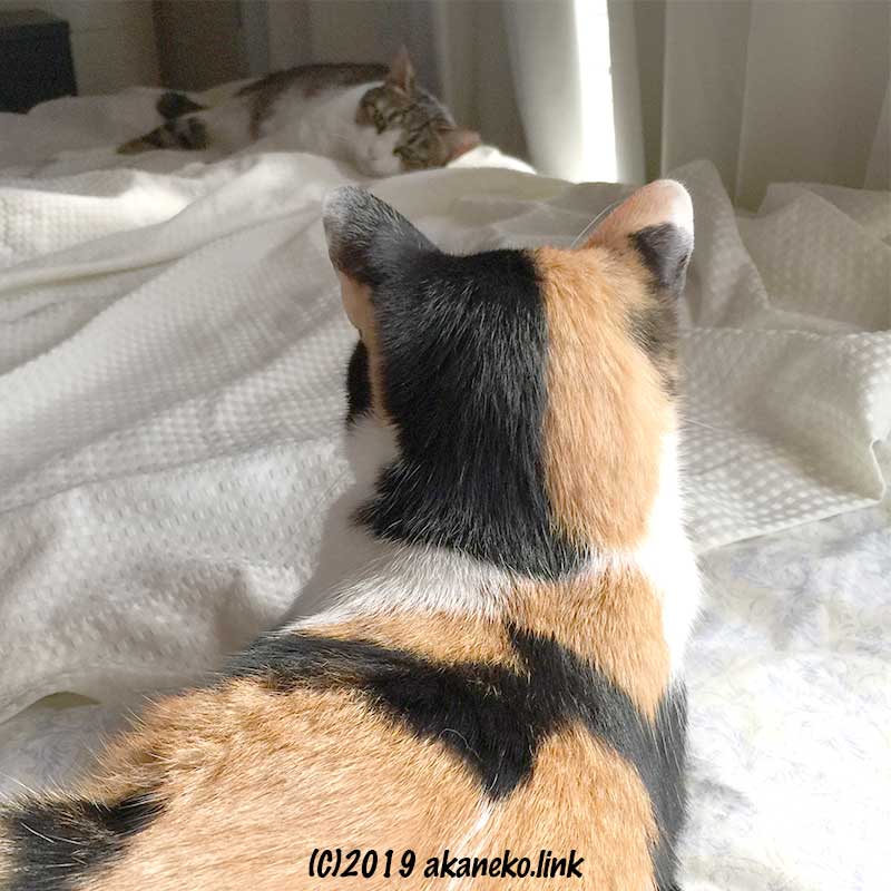 三毛猫の後ろ頭とその視線の先に寝ているキジ猫