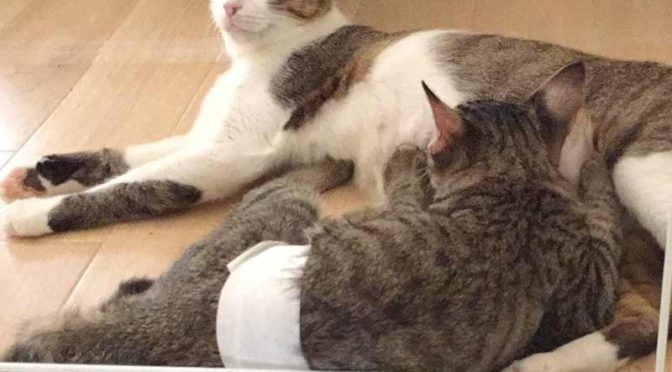 避妊手術後の子猫と母猫