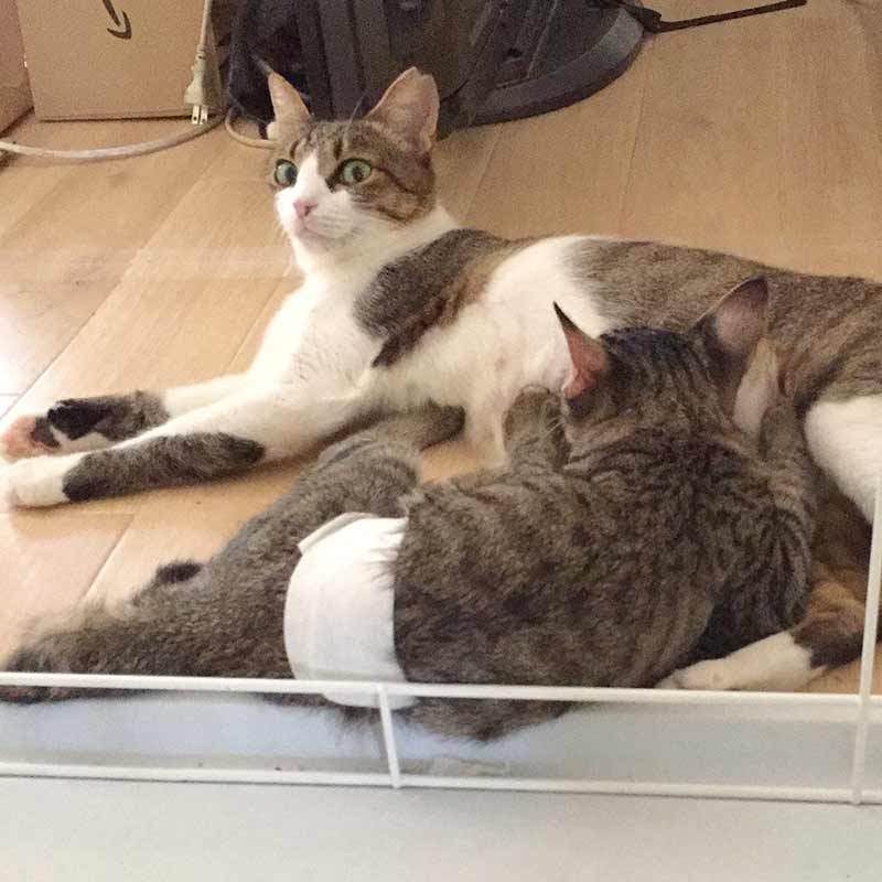 避妊手術後の子猫と母猫