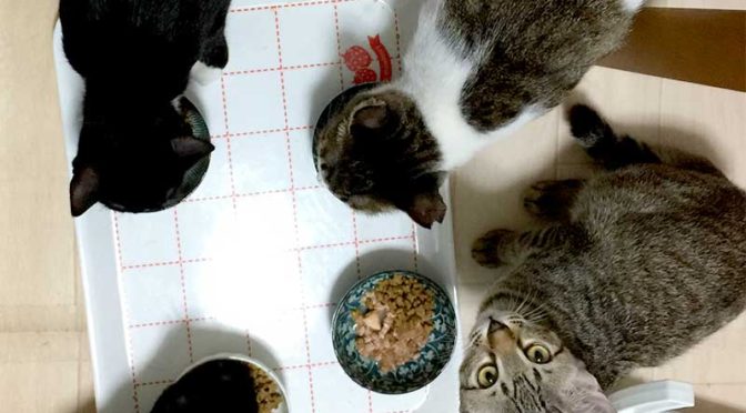 食事中の４匹の猫