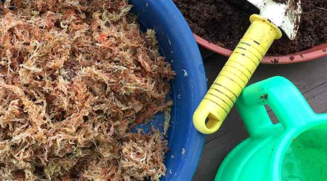 水耕栽培用土の準備：水苔とヤシガラ繊維