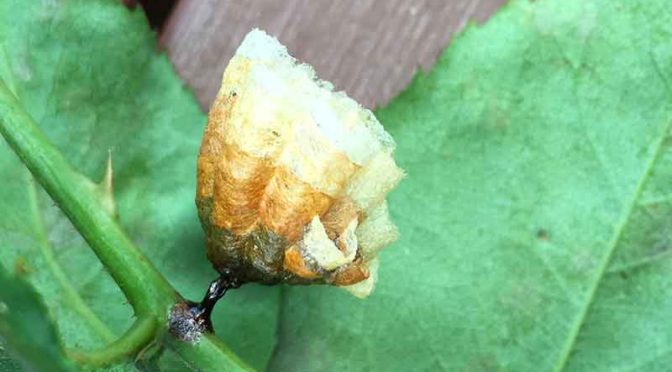 バラの茎のアシナガバチの巣