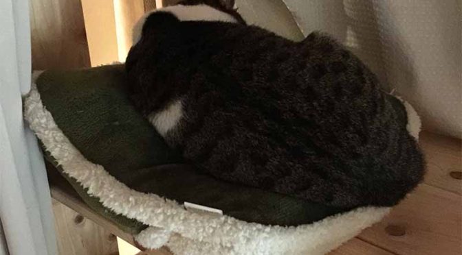クッションに丸まって寝ている猫の背中
