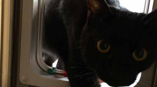 猫ドアを抜けて入ってくる黒猫とその後ろのハチワレ猫