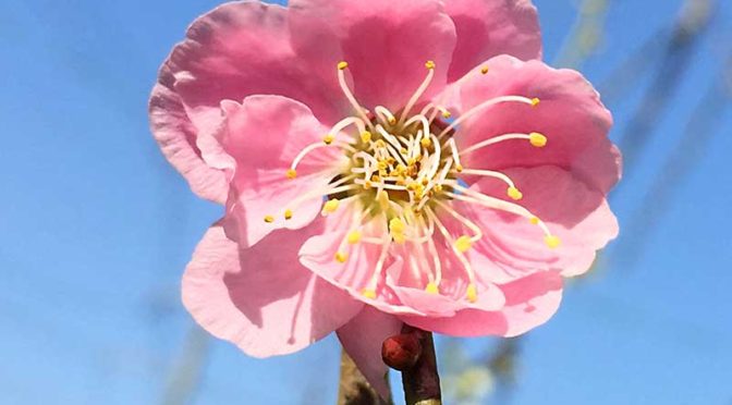 桃色の枝垂れ梅の花