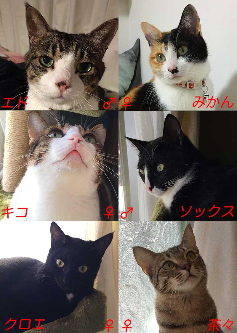 猫６匹の顔写真