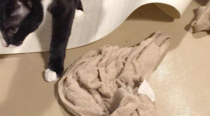 掃除中の水浸しの畳を歩く猫