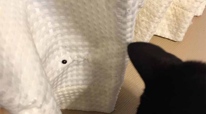 カーテンに止まったテントウムシを見つめる猫の後頭部