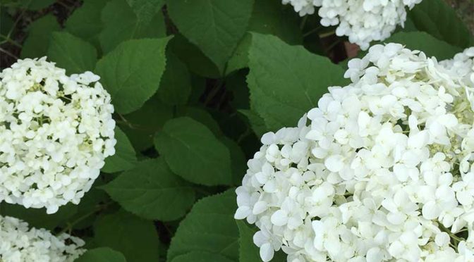 紫陽花アナベル（annabelle）の白い花
