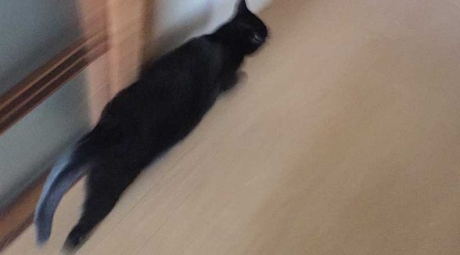 廊下を走る黒猫