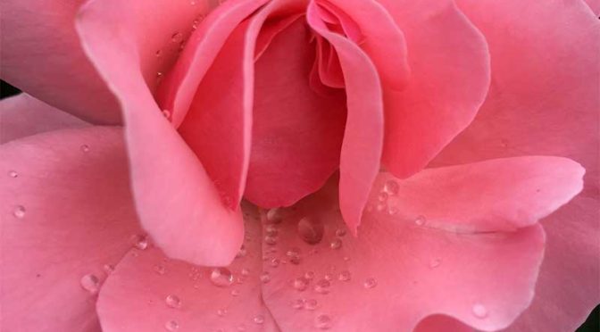 雨に濡れたピンク色のバラ、クイーンエリザベス（Queen Elizabeth)