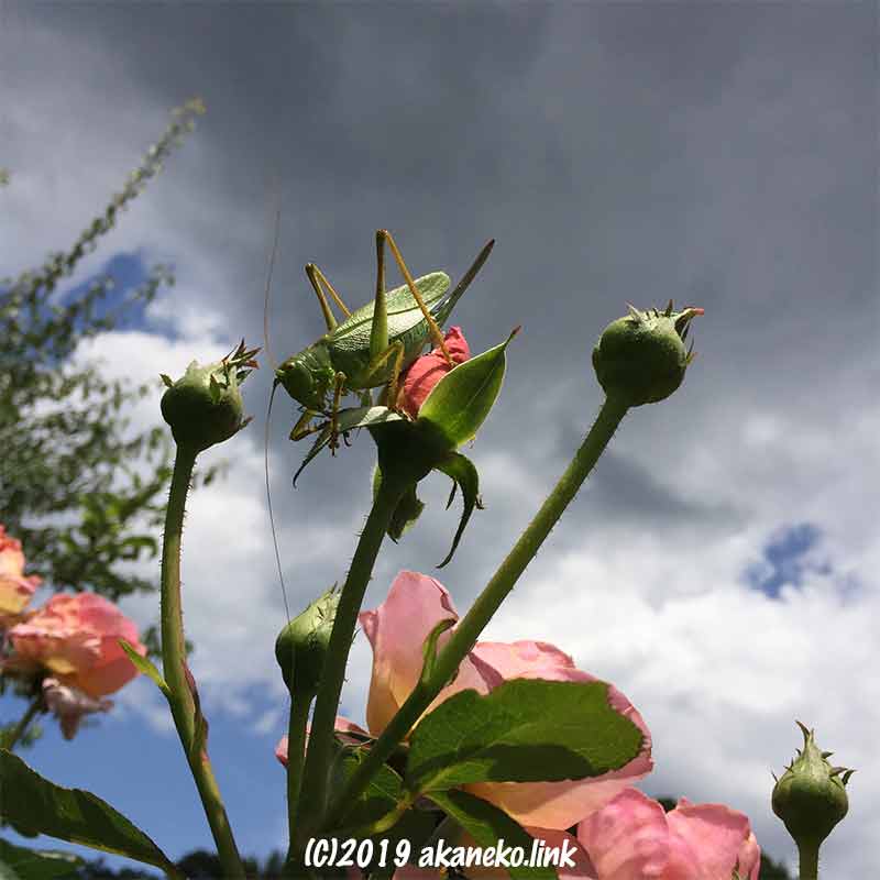 空を背景にしたバラの蕾の上のヤブキリのメス