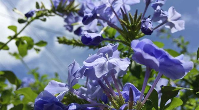 青空とルリマツリ（プルンバゴ：Pulumbago)の青い花