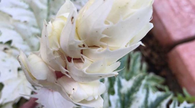 アカンサスモリス（タスマニアンエンジェル）の白い花穂