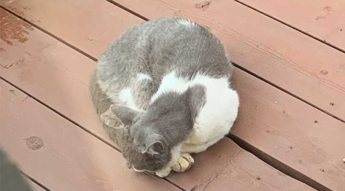 ウッドデッキの上で丸くなって寝ている雄猫