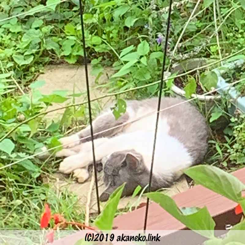 草むらで昼寝している猫