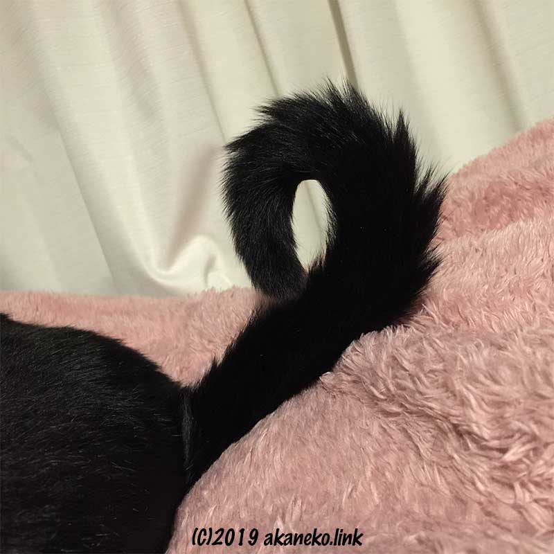 くるりと巻いた猫の黒いしっぽ