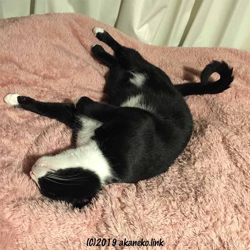 毛布の上でヘソ天で寝る猫