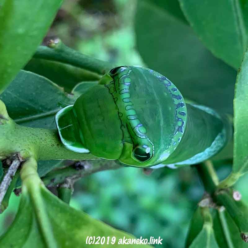 緑色の大きな芋虫（ナガサキアゲハの終齢幼虫）の顔