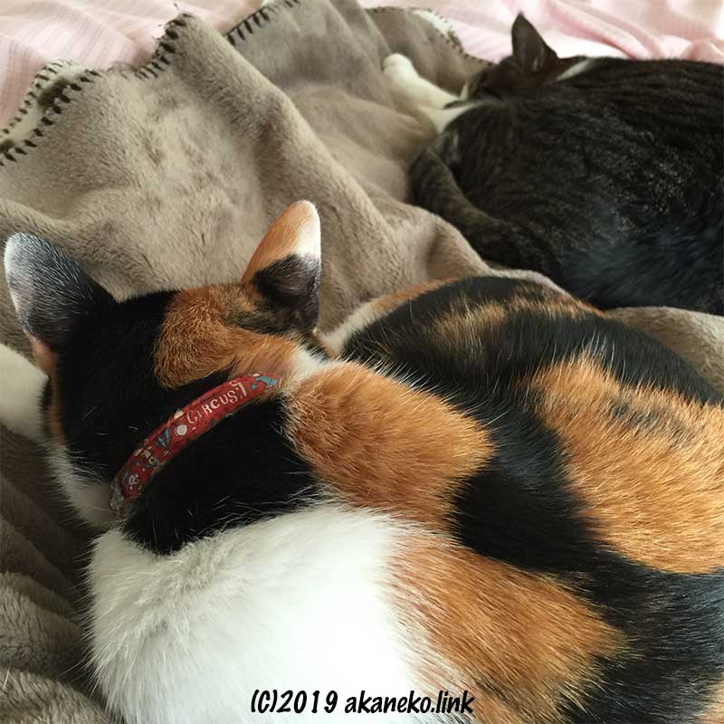 毛布の上に丸まって眠る２匹の猫