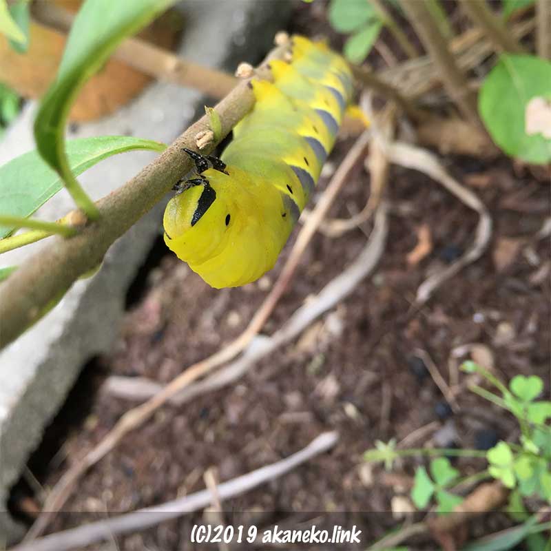 クロメンガタスズメの幼虫（黄色）