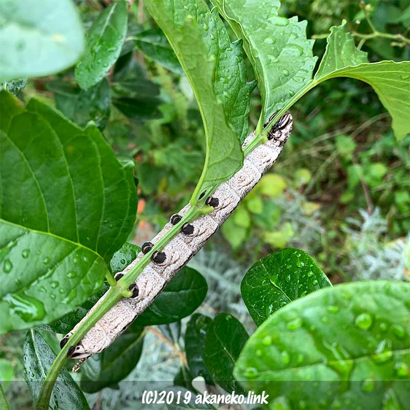 ノウゼンカズラを食べるクロメンガタスズメの幼虫（褐色）