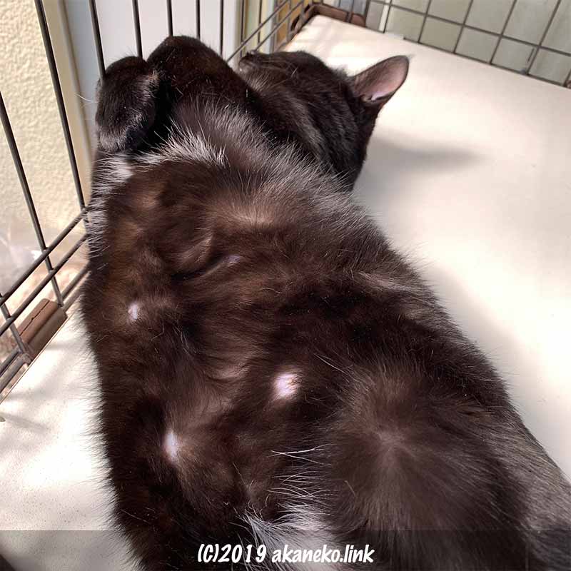 ケージの中で仰向けに伸びて眠っている黒猫