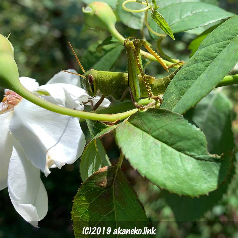 白いバラの花びらを食べるツチイナゴの幼虫