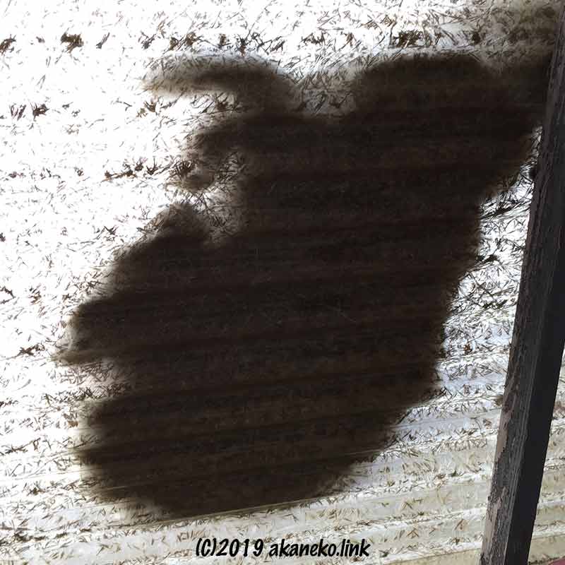 半透明のトタン屋根に落ちる猫の影