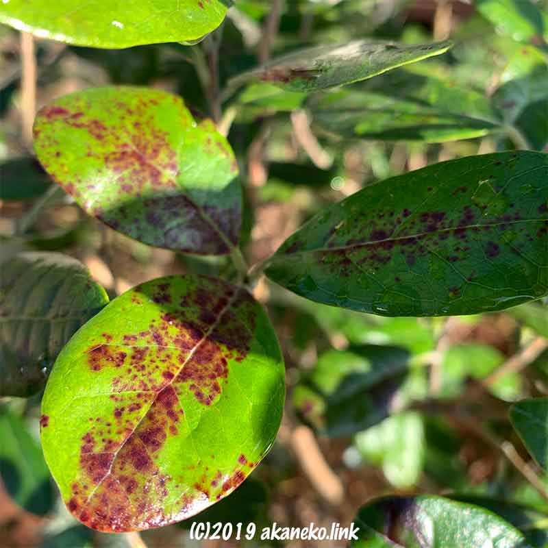 赤い斑点が出た11月のフェイジョアの葉