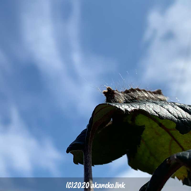 冬一月の晴天日にリンゴの葉の上で日光浴中のキバラケンモンの幼虫毛虫