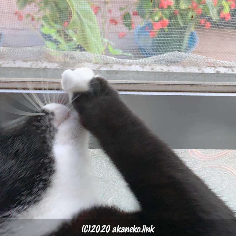 窓の外の木の葉を取ろうと頑張る猫