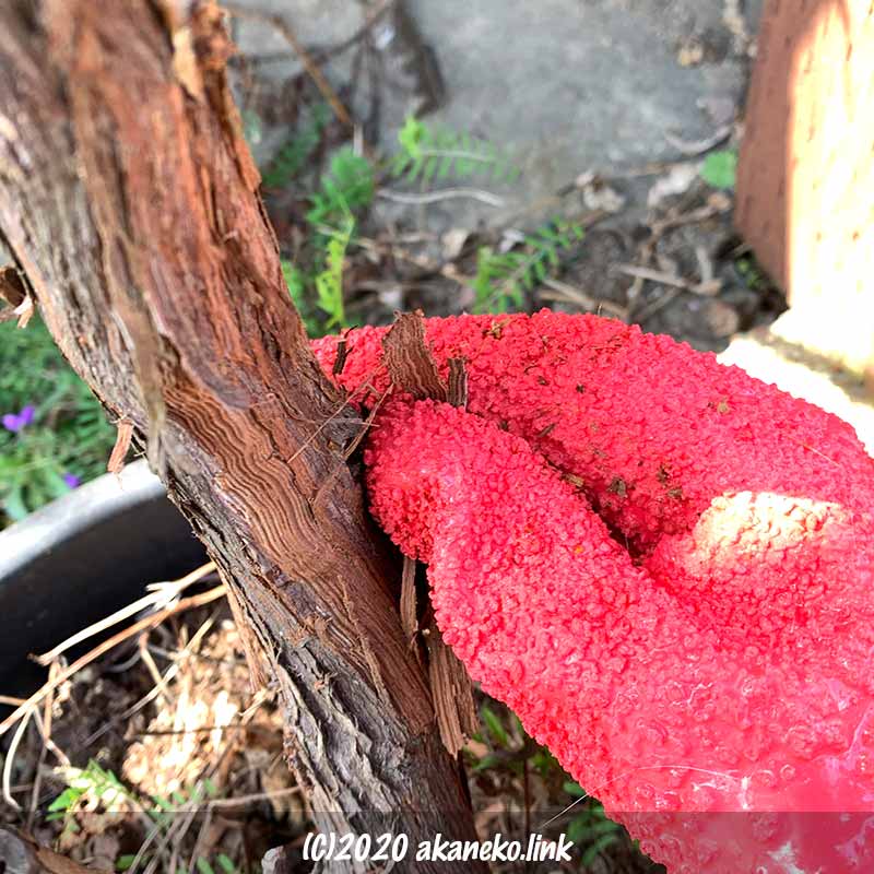 葡萄のはがれかけの樹皮を皮むき手袋で剥ぐ
