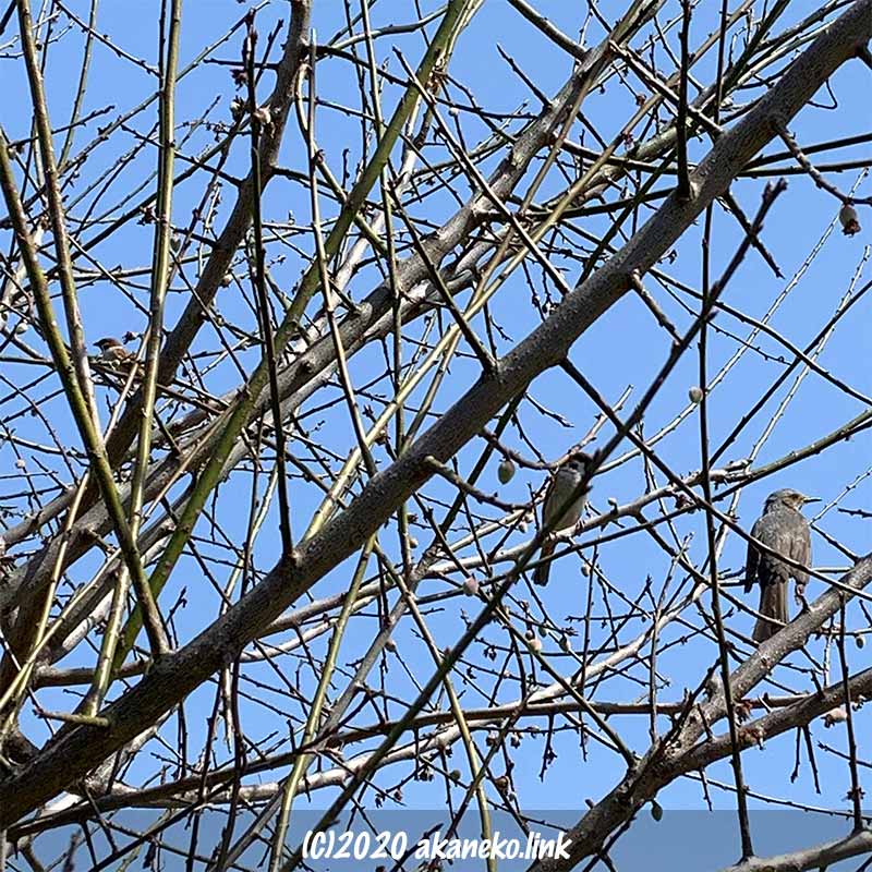 梅の木の枝にとまるヒヨドリとスズメ