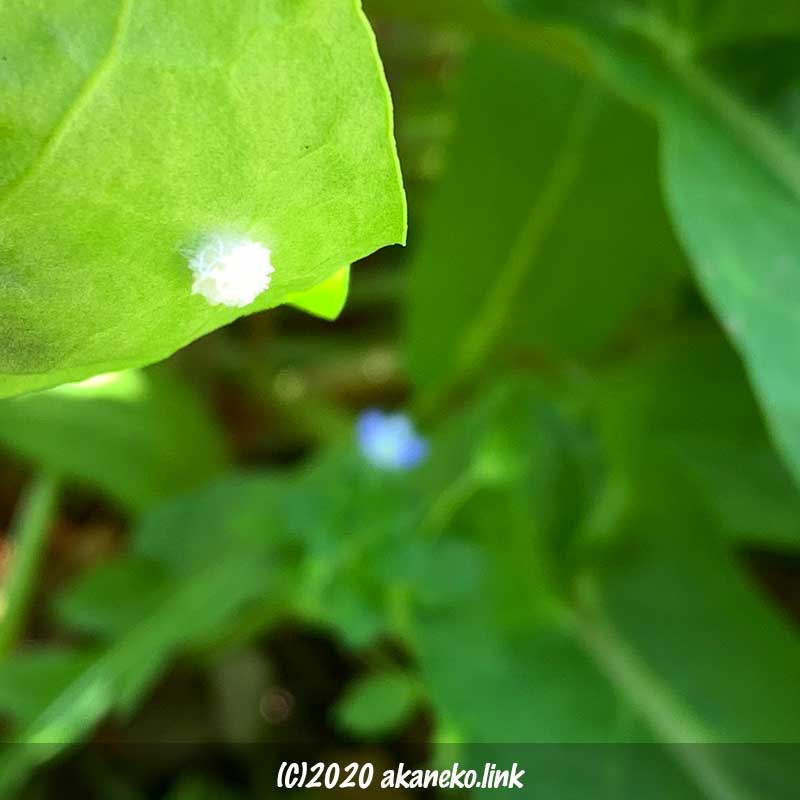 スイバの葉裏のベニシジミ（蝶）の卵