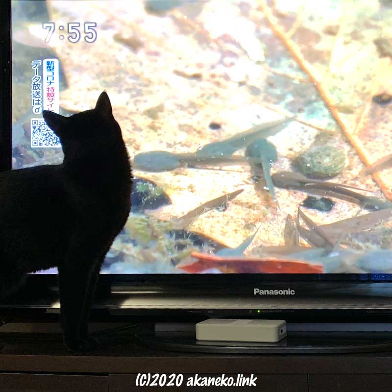 テレビに映ったおたまじゃくしを見る猫