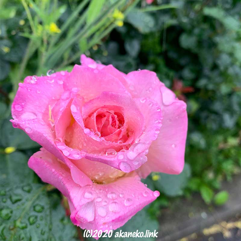 雨粒を纏うバラ（エル）の花