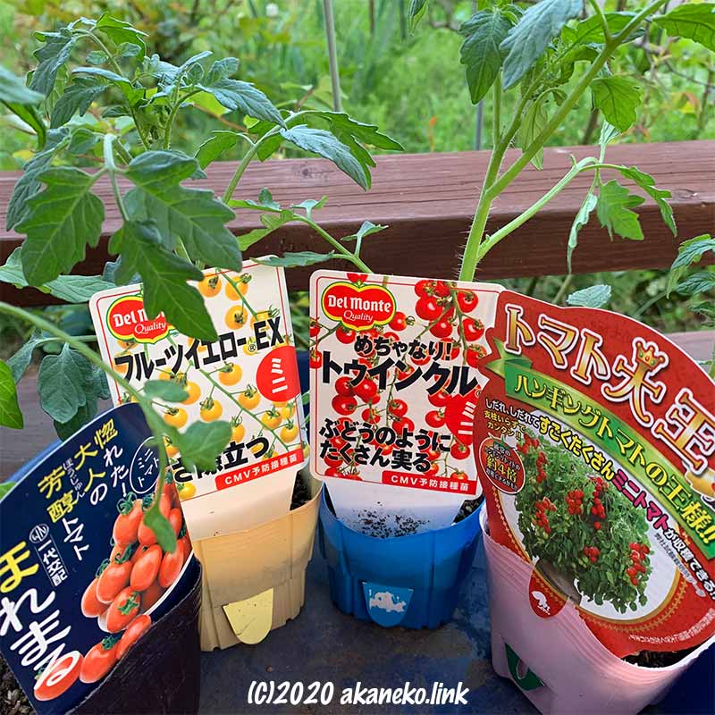 ミニトマト４種を水耕栽培
