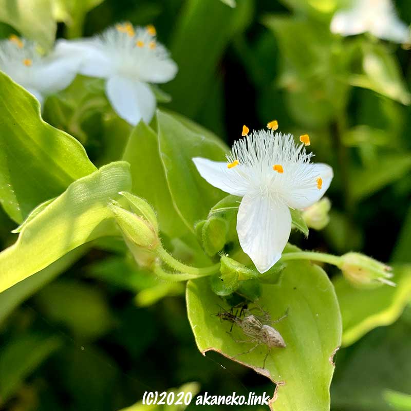 トキワツユクサの白い花の近くで捕食中のササグモ