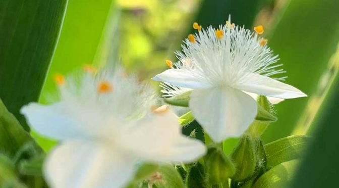 フサフサ毛のトキワツユクサの真っ白な花