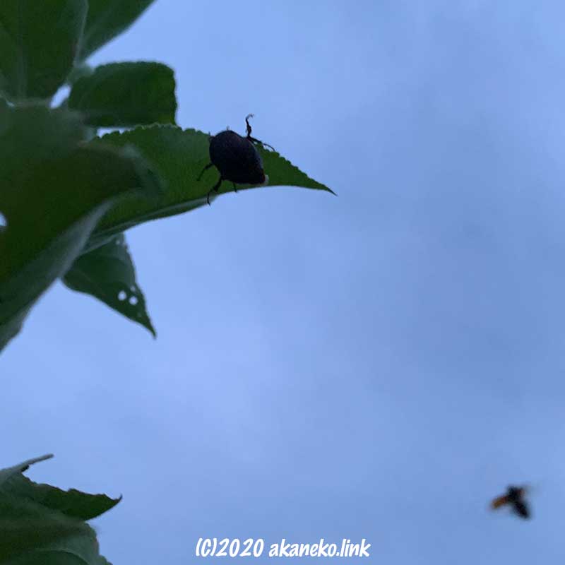 メスのいるりんごの葉に飛来するコガネムシのオス
