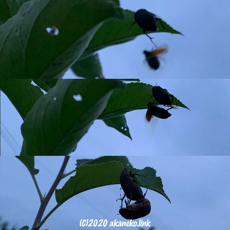 メスの待つ葉に飛来するコガネムシのオス