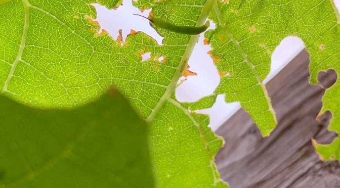 葡萄の葉裏にくっついている緑色の小さな芋虫（コスズメの幼齢幼虫）