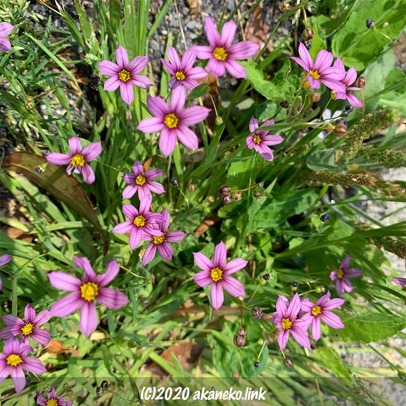 赤紫の小さな花をつける庭石菖