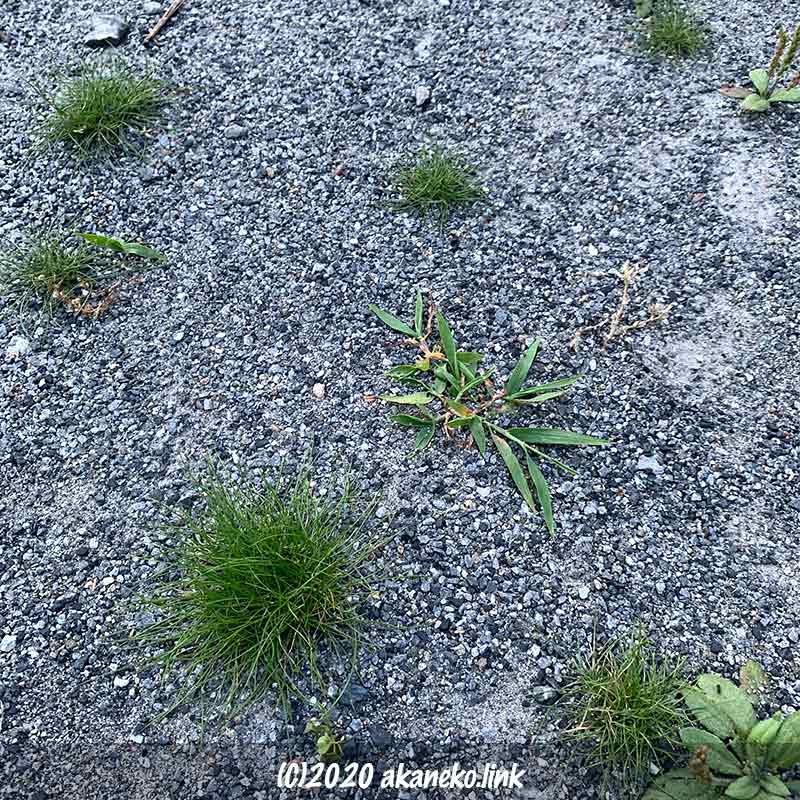 乾燥した駐車場の硬い土で生きる植物たち