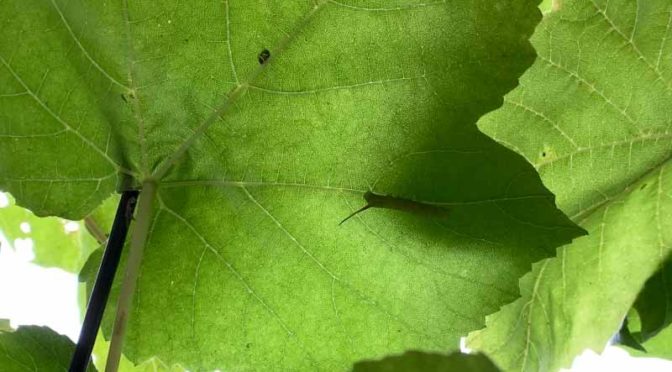 葡萄の葉裏のコズスメ幼虫のシルエット